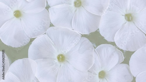 Phlox paniculata on water, texture and background of Phlox paniculata flowers