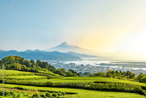 静岡県静岡市の日本平から新緑のお茶畑と富士山