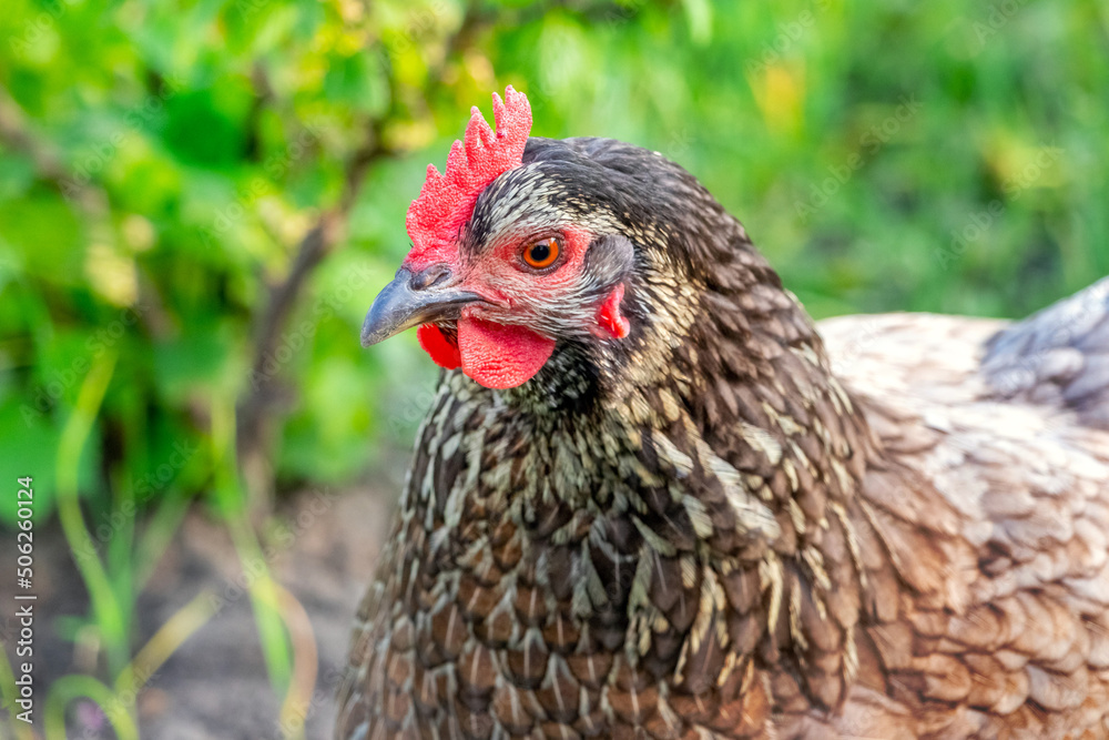 Chicken with dark feathers in the garden close up
