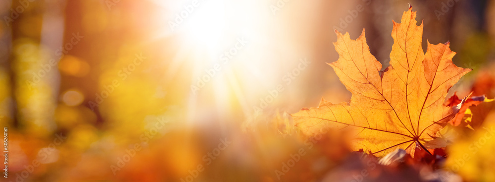 Autumn background with maple leaf in the forest on the ground in sunny weather in warm orange and yellow tones