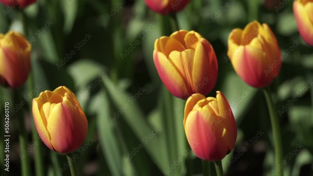 a bright tulip. spring flower. floral background for the screensaver a bright tulip. spring flower. floral background for the screensaver