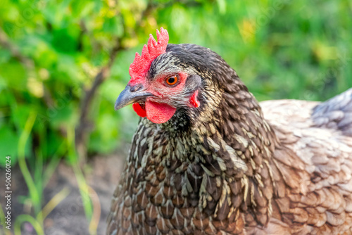 Chicken with dark feathers in the garden close up