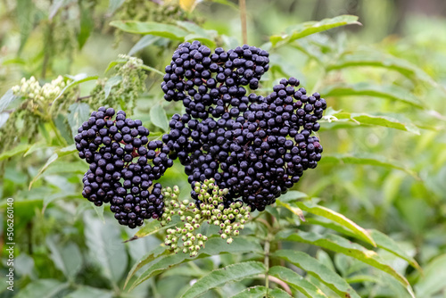 Сluster of black elderberries Sambucus. Elderberry bush with berries