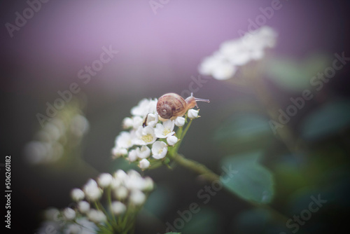 closeup of a snail on white flowers