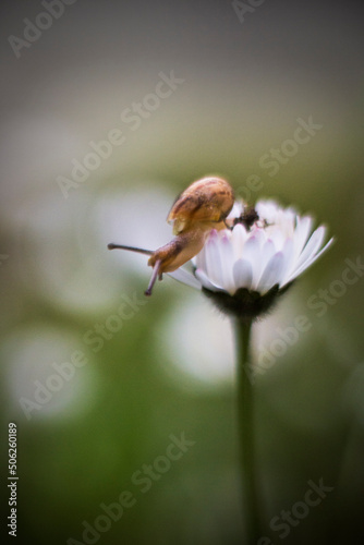 closeup of a snail on a white daisy flower