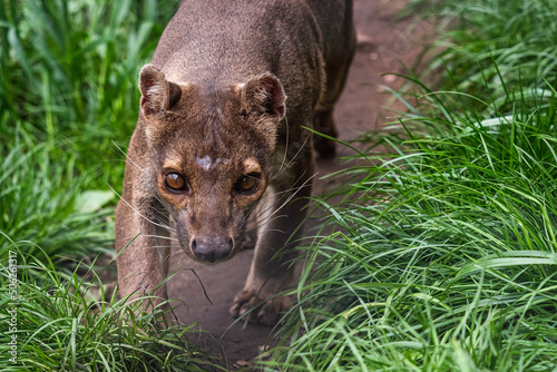 Endemic Madagascar fossa running on the path, Cryptoprocta ferox