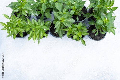 hot pepper seedlings in pots on a white background