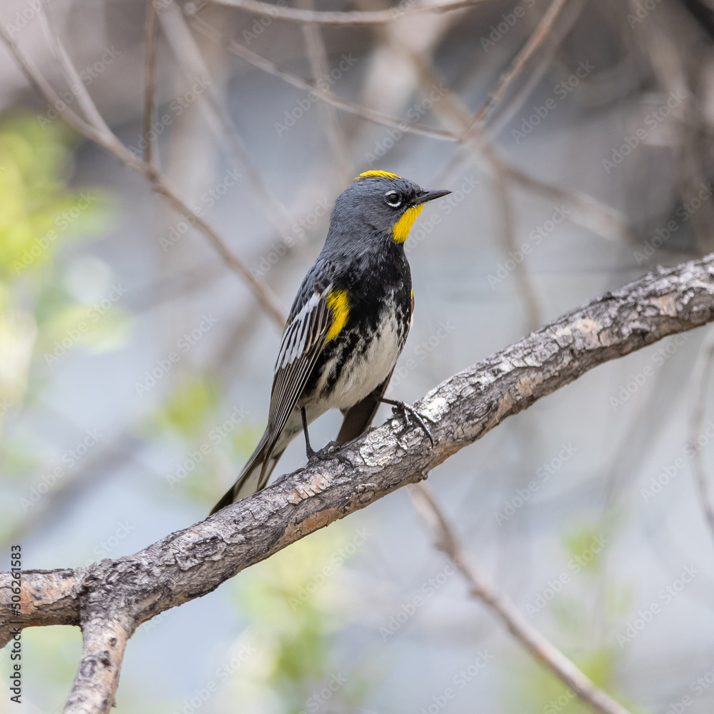 Closeup of an Audubon's Yellow-rumped Warbler, in side profile, perched on a branch in early Springtime during breeding season. Closeup of an Audubon's Yellow-rumped Warbler, in side profile, perched on a branch in early Springtime during breeding season.