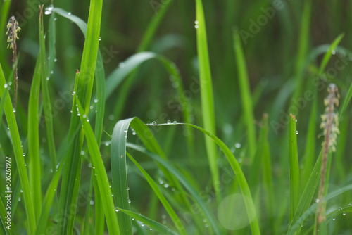 Selective focus and noise effect picture of grass with water dew in the morninig.