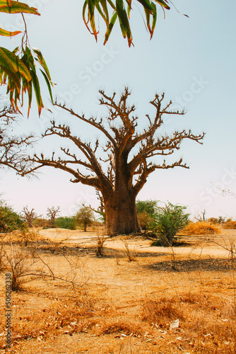 Baobab in a middle of a forest
