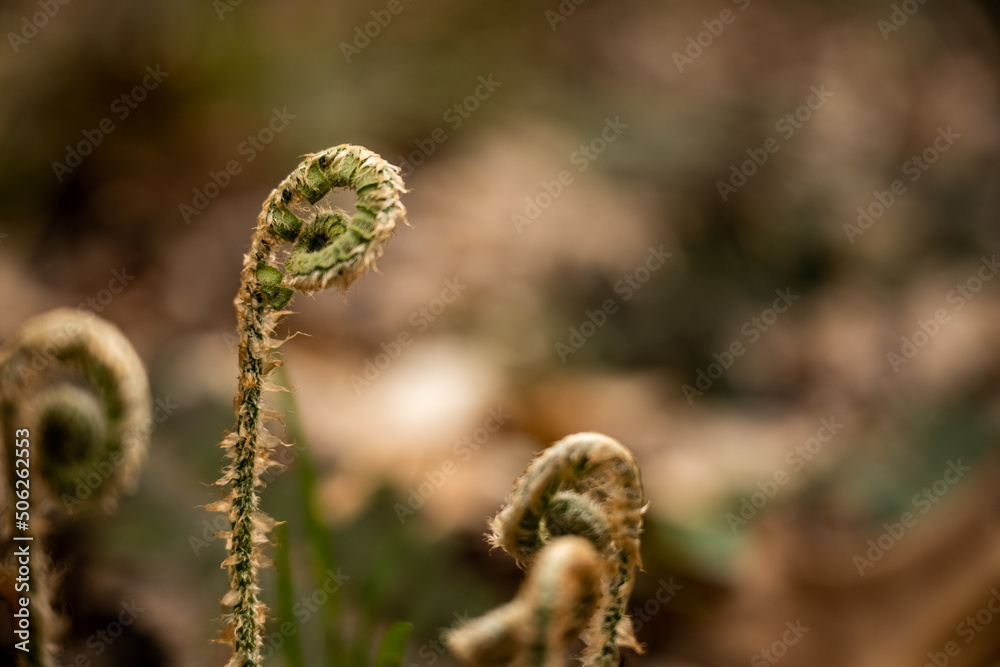 Fiddle Head Fern Begins To Open In Spring Fiddle Head Fern Begins To Open In Spring