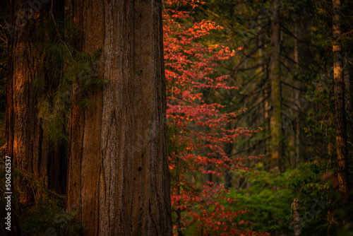 Fall Colors Pop Out From Behind The Base of Giant Sequoia Trees photo