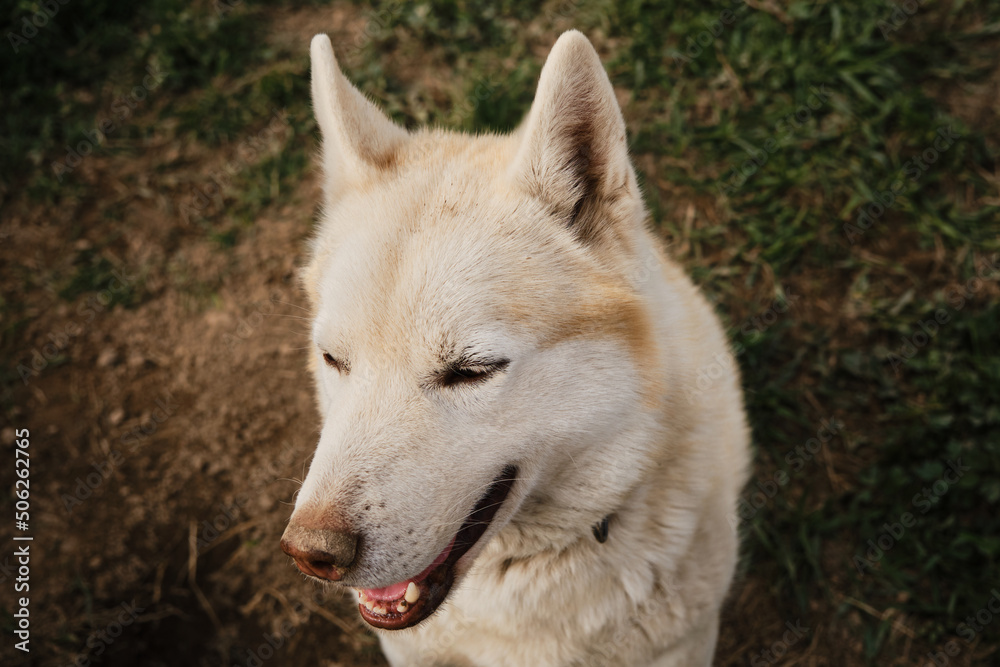 The Northern sled dog rests in summer. Beige Siberian husky with brown eyes portrait close up, looks and smiles. Adult dog with dirty nose, missing one tooth.