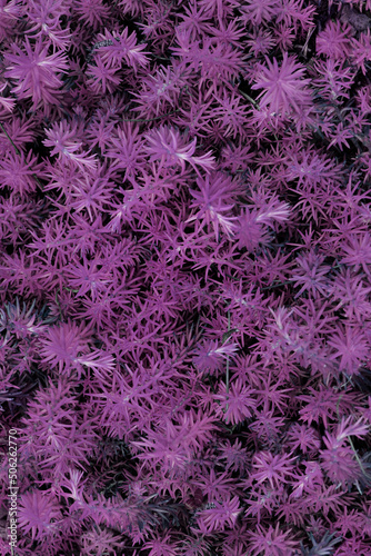 Close-up of the Sedum plant painted purple color as an background