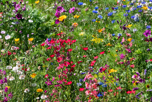 Colorful wild flowers in summer