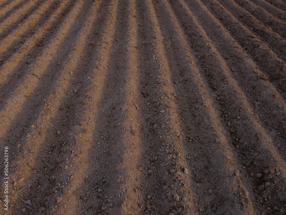Long flat top rows, furrows, mounds, for newly planted potatoes in a rural agricultural area. land prepared for planting and cultivating the crop Long flat top rows, furrows, mounds, for newly planted potatoes in a rural agricultural area. land prepared for planting and cultivating the crop