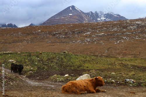 Bidein a' Ghlas Thuill An Teallach scotland highlands highland cattle