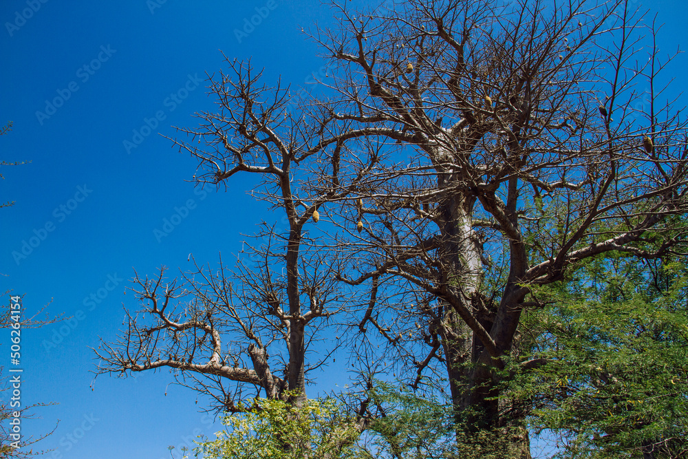 Baobab in Sénégal 