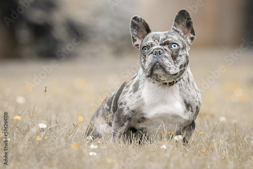 Bouledogue français couleur merle et arlequin, chien en 
position assise dans la pelouse, petite taille animale