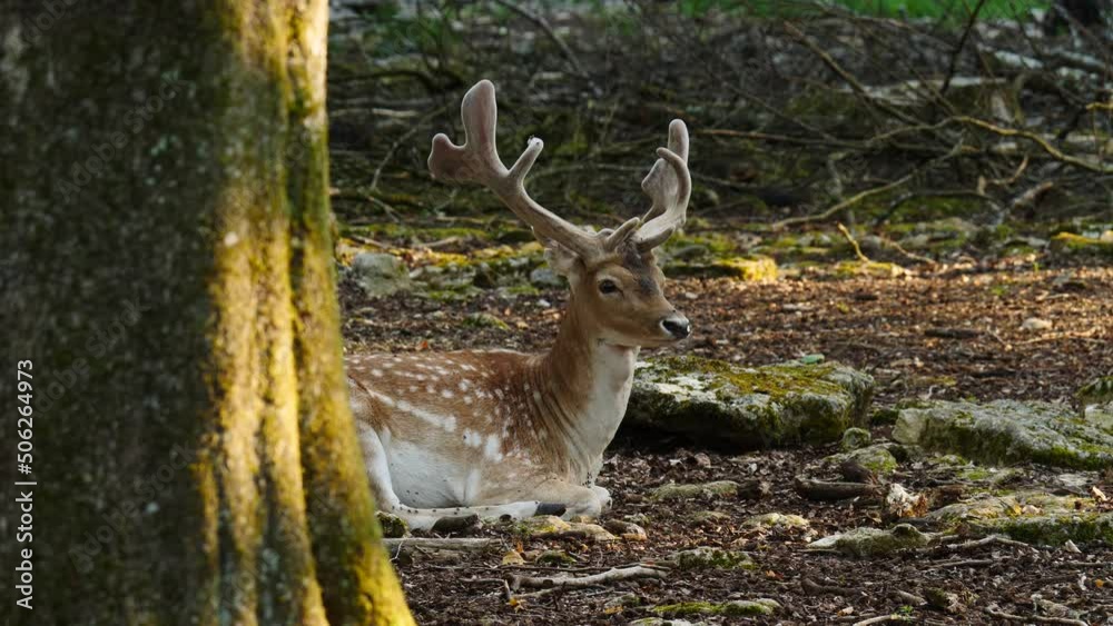 Male fallow deer, buck with antlers in natural environment. Deer Dama dama. Vision Park in Auberive region, France. Slow motion Male fallow deer, buck with antlers in natural environment. Deer Dama dama. Vision Park in Auberive region, France. Slow motion