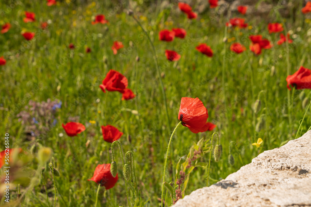 Beautiful red poppies in a field in southern Italy. Hot summer Beautiful red poppies in a field in southern Italy. Hot summer