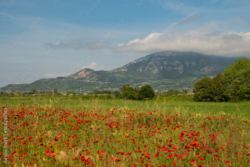Beautiful red poppies in a field in southern Italy. Hot summer, beautiful wild flowers
