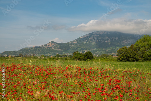 Beautiful red poppies in a field in southern Italy. Hot summer, beautiful wild flowers