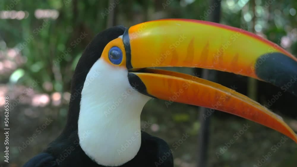 Close up shot of exotic toucan bird in natural setting near Iguazu Falls, Brazil. Close up shot of exotic toucan bird in natural setting near Iguazu Falls, Brazil.
