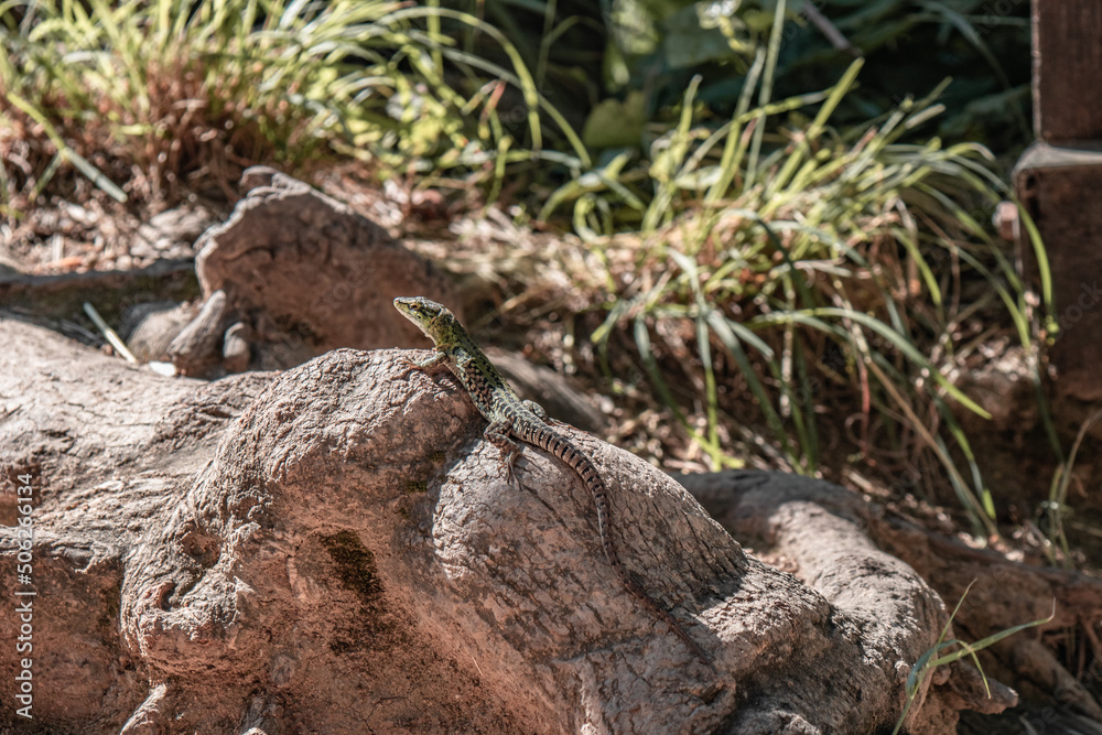 Lizard sitting on a rock. Lizard sitting on a rock.