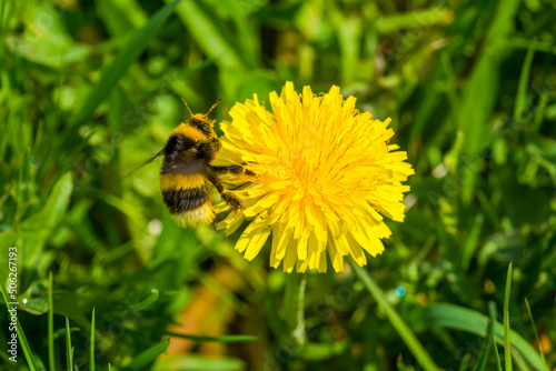 bee on dandelion