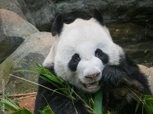 Fototapeta Naklejka Na Ścianę i Meble -  Giant Panda eating bamboo shoots and leaves. The giant panda (Ailuropoda melanoleuca) also known as the panda bear (or simply the panda), is a bear species endemi