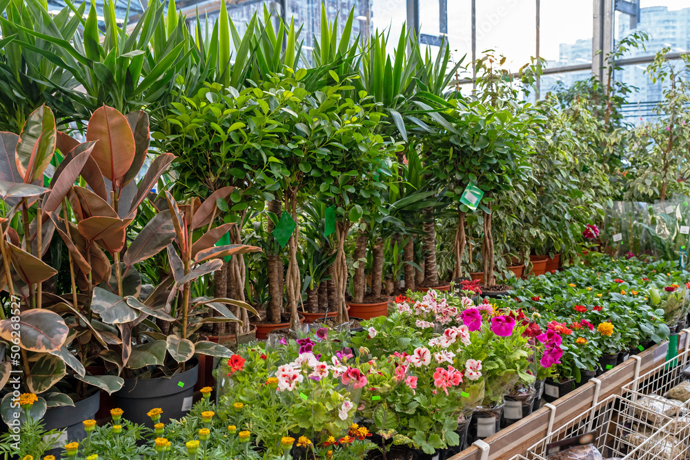 Ornamental plant store. Row of many various colorful plant on shelves display for sale in garden center.