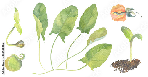 Sprout, seed, fruit and leaves of spinach