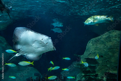 Sea aquarium with salt water and differenet colorful coral reef fish and Batoidea ray © barmalini