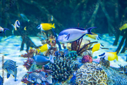 Fototapeta Naklejka Na Ścianę i Meble -  Sea aquarium with salt water and differenet colorful coral reef fish