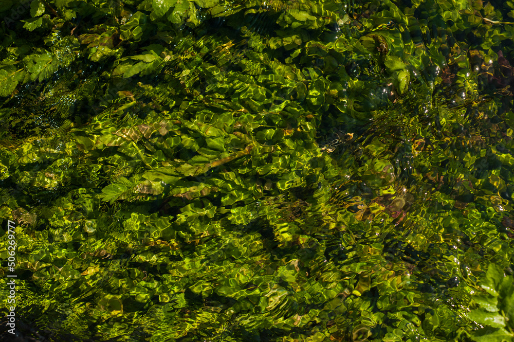 Green algae under clear water. Texture of flooded algae underwater in a stream. Clear water with highlights and ripples. Texture of clear water.