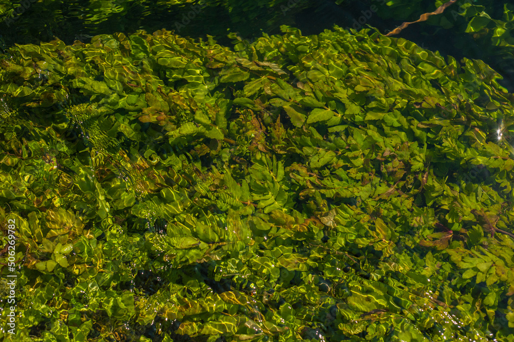 Green algae under clear water. Texture of flooded algae underwater in a stream. Clear water with highlights and ripples. Texture of clear water. Green algae under clear water. Texture of flooded algae underwater in a stream. Clear water with highlights and ripples. Texture of clear water.