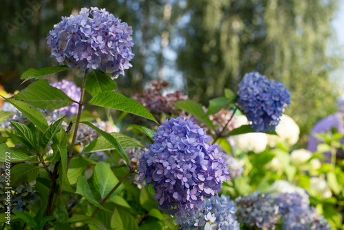 Blue and white hydrangeas in bloom close-up at sunset in the garden with selective focus. Natural flower background