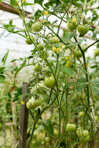 Green tomatoes ripen on a bush in a transparent polycarbonate greenhouse, vertical photo