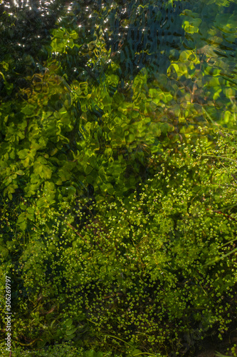 Green algae under clear water. Texture of flooded algae underwater in a stream. Clear water with highlights and ripples. Texture of clear water.