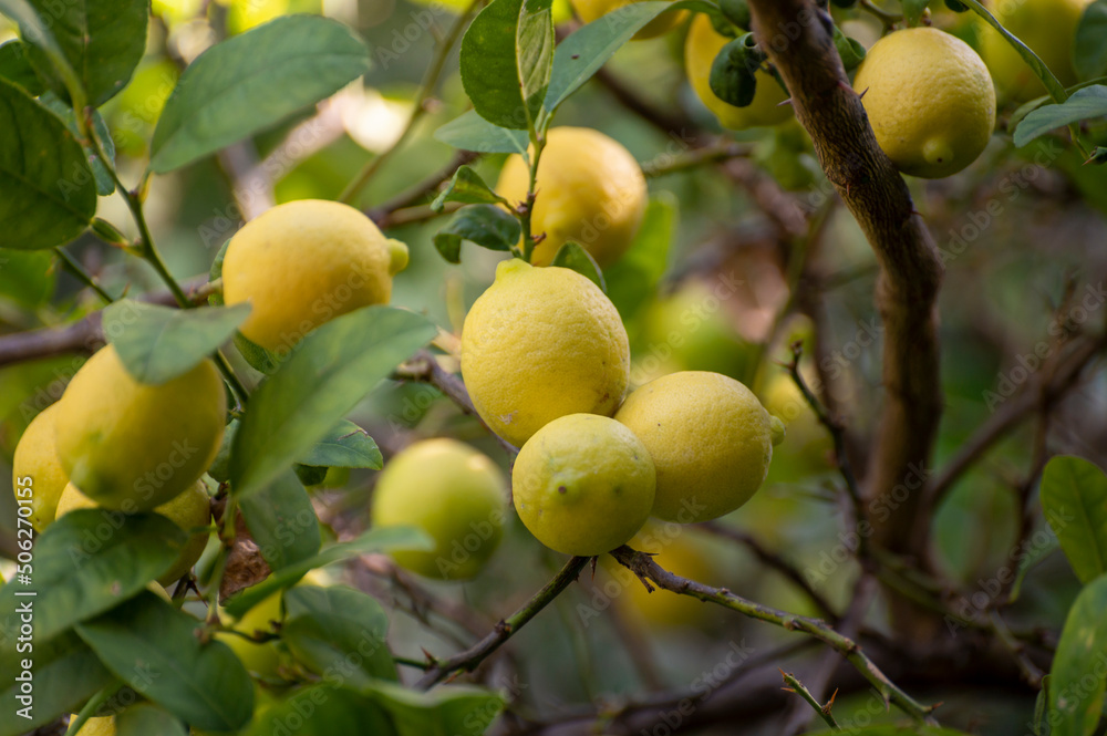 Ripe yellow lemons citrus fruits hanging on tree