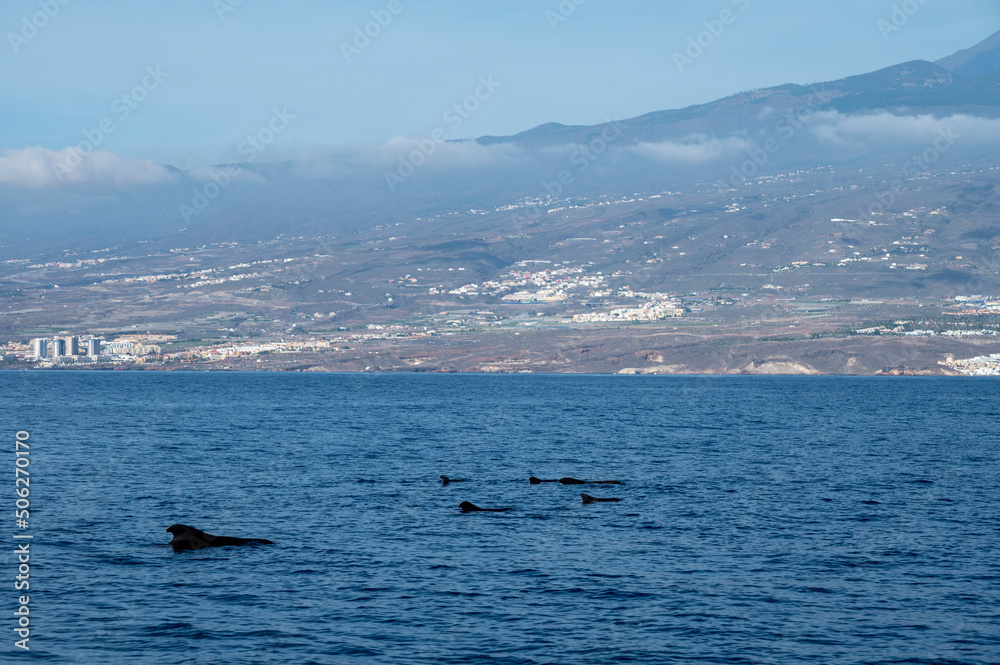 Fototapeta premium Whales watching from boat, spotted family of whales near coast of Tenerife, Canary islands, Spain