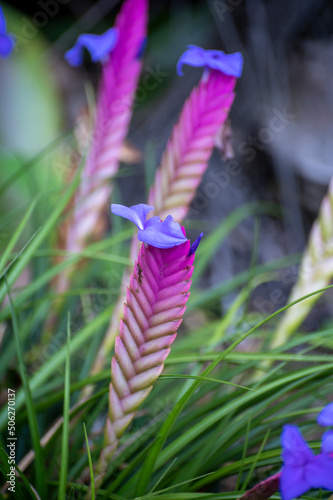 Colorful blossom of walissia lindeniana tropical ornamental flowers photo