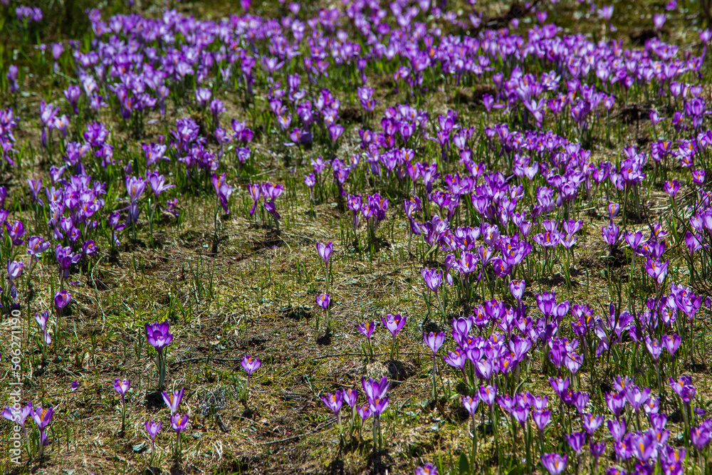 Obraz premium Spring time in Romania