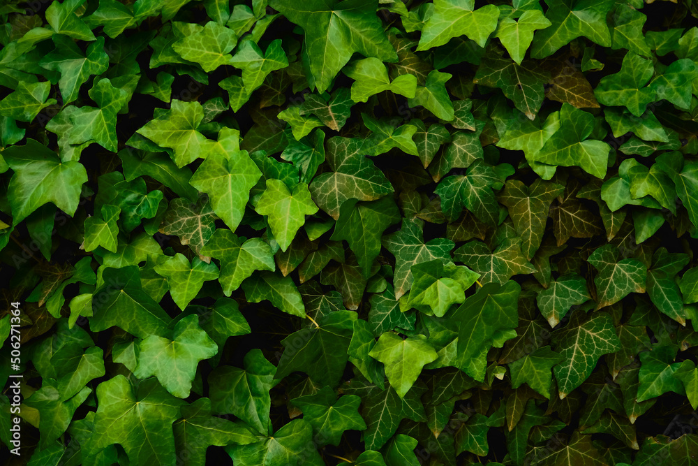 Green ivy leaves background. Nature green leaf background and textured, Leaves wall for backdrop. - obrazy, fototapety, plakaty 