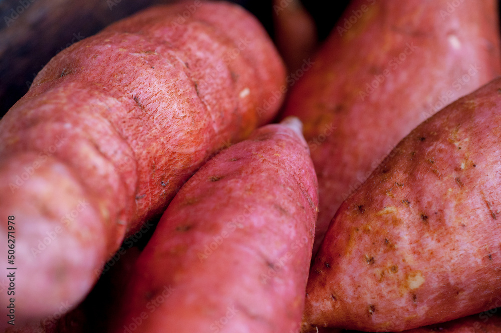 human, important, staple food, sweet potato, human, important, staple food, sweet potato,