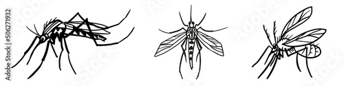 Illustration of the different mosquito, gnat insect. Graphic line illustration on white background for repellent cover design.