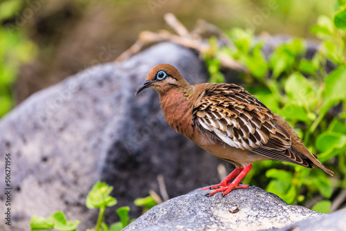 Galapagostaube.Zenaida galapagoensis.Gould, 1841 photo