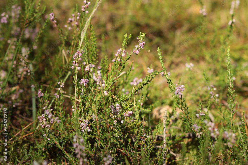 Purple heather flowers in the autumn forest. Close-up image