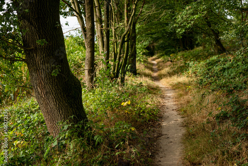 Beautiful footpath and hiking trail, lined with oaks an other trees, near Aerzen, Weser Uplands, Lower Saxony, Germany